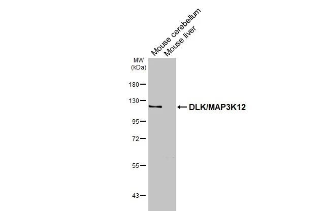 MAP3K12 Antibody