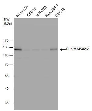 MAP3K12 Antibody