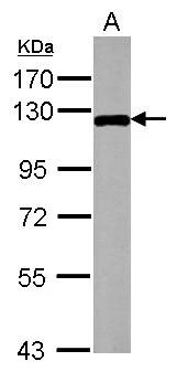 MAP3K12 Antibody