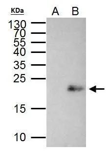 Max Antibody - BSA Free