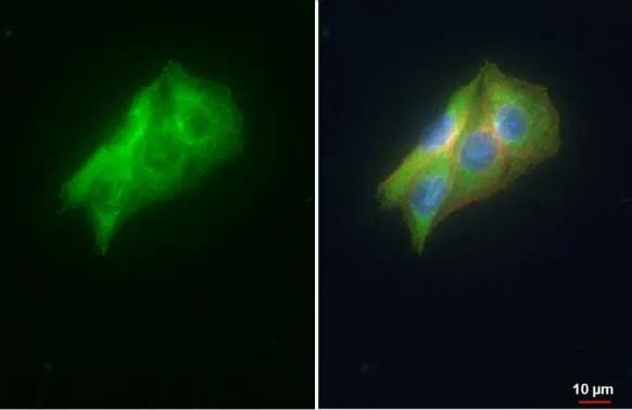 VDP p115 Antibody - BSA Free