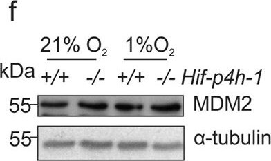 MDM2/HDM2 Antibody