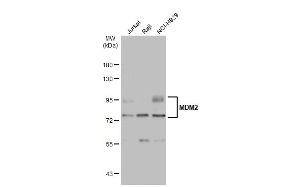 MDM2/HDM2 Antibody