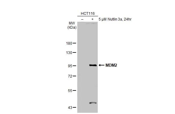 MDM2/HDM2 Antibody