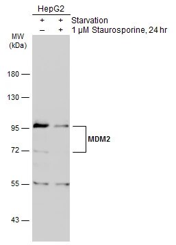 MDM2/HDM2 Antibody
