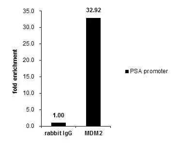 MDM2/HDM2 Antibody - BSA Free
