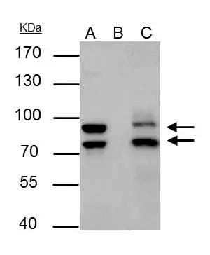 MDM2/HDM2 Antibody - BSA Free