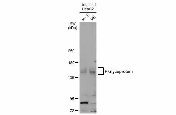 MDR1/ABCB1 Antibody