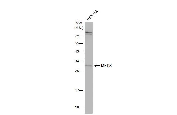 MED8 Antibody