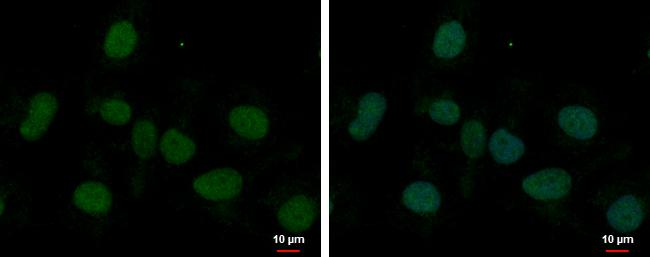 MED8 Antibody