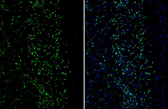 MEF2C Antibody - BSA Free