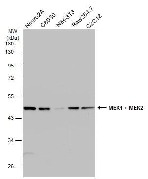 MEK2 Antibody
