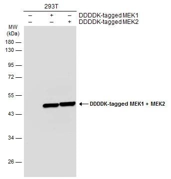 MEK2 Antibody