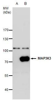MEKK3 Antibody - BSA Free