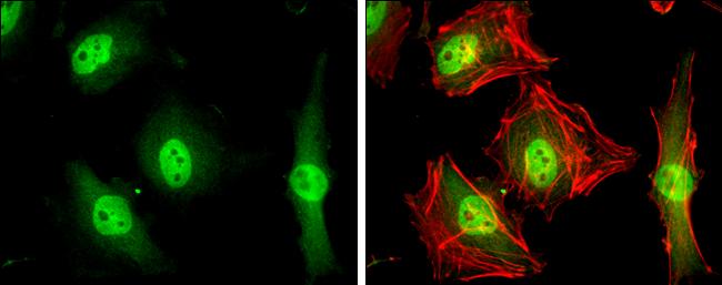 MKLP1 Antibody - BSA Free