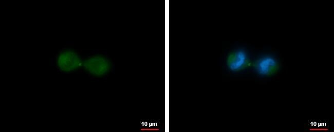 MKLP1 Antibody - BSA Free