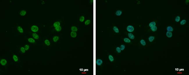 MLLT6 Antibody - BSA Free