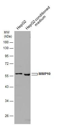 MMP-10 Antibody - BSA Free