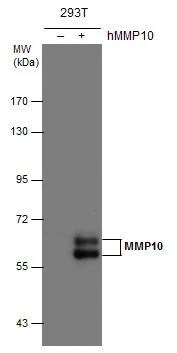 MMP-10 Antibody - BSA Free