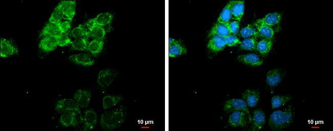 MMP-13 Antibody - BSA Free