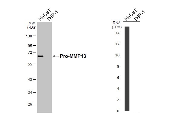 MMP-13 Antibody - BSA Free