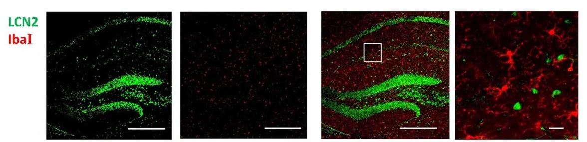 AIF-1/Iba1 Antibody