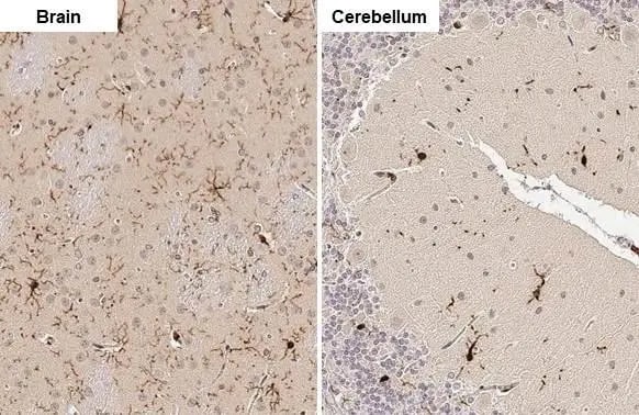 AIF-1/Iba1 Antibody