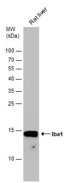 AIF-1/Iba1 Antibody