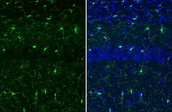 AIF-1/Iba1 Antibody