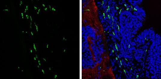 AIF-1/Iba1 Antibody - Azide and BSA Free