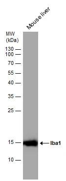 AIF-1/Iba1 Antibody - Azide and BSA Free