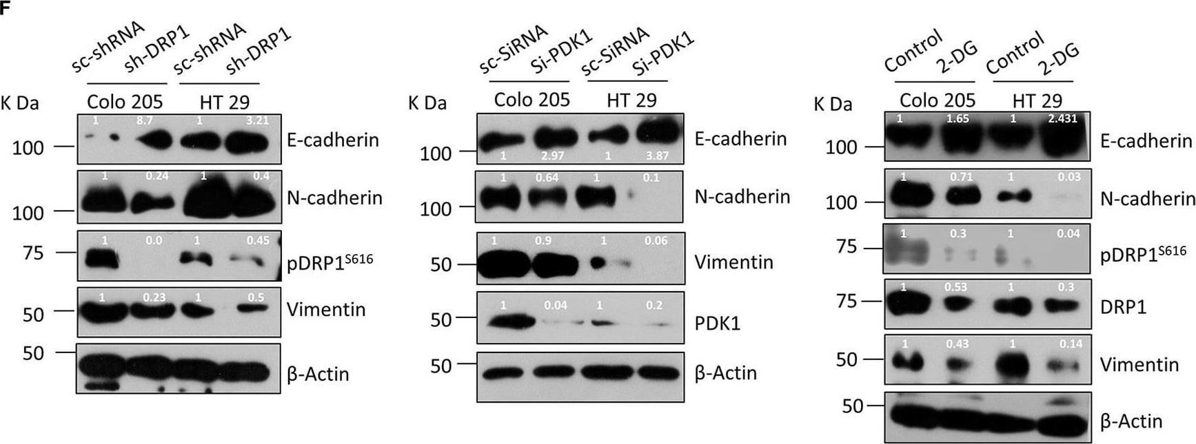 E-Cadherin Antibody (7H12) - BSA Free