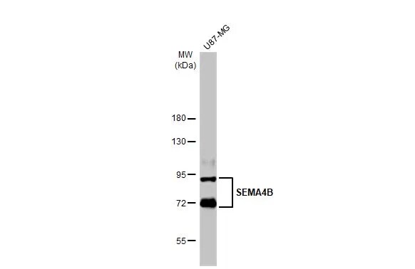 Semaphorin 4B Antibody