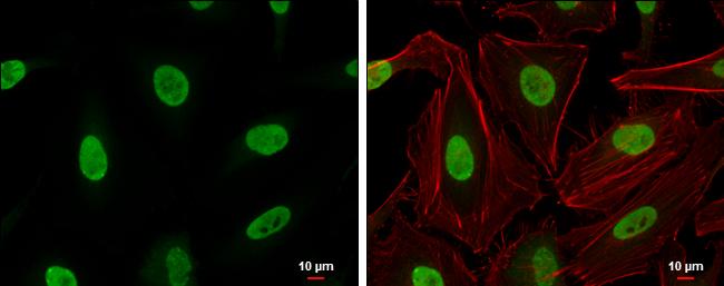 Ku70/XRCC6 Antibody - BSA Free