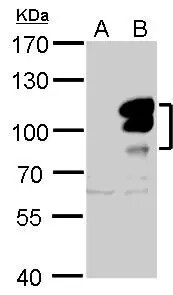 L3MBTL1 Antibody