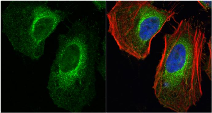 Lactate Dehydrogenase A/LDHA Antibody - Azide Free