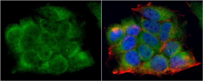 Lactate Dehydrogenase A/LDHA Antibody - Azide Free