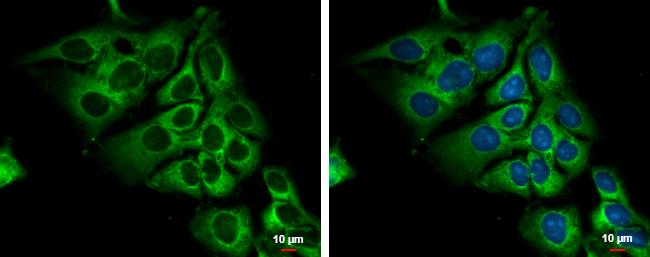 Lactate Dehydrogenase C Antibody