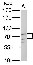 Lamin A + C Antibody - BSA Free