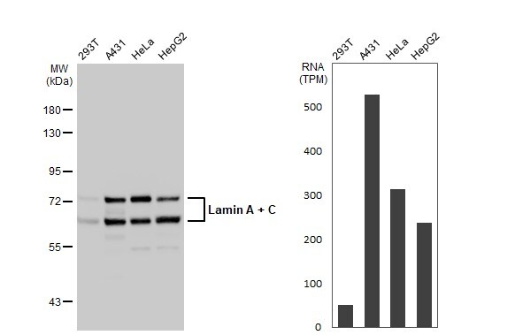 Lamin A + C Antibody