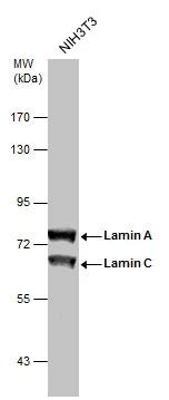Lamin A + C Antibody - BSA Free