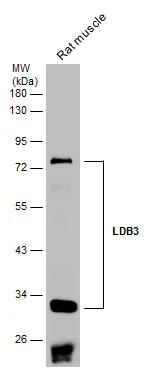 LDB3 Antibody