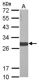 LIN-28A Antibody