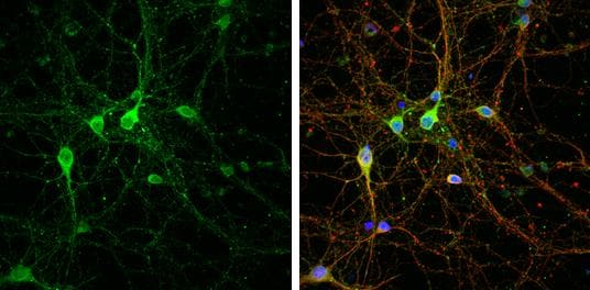 LINGO-1 Antibody