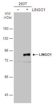 LINGO-1 Antibody