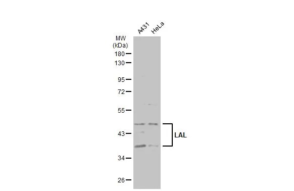 Lipase A Antibody