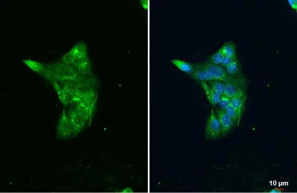 Lipase A Antibody - BSA Free