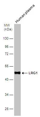 LRG1 Antibody - BSA Free