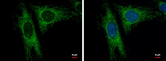 LRPPRC Antibody