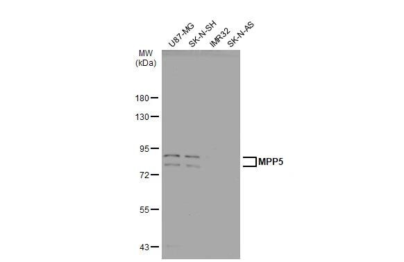 PALS1/MPP5 Antibody - BSA Free